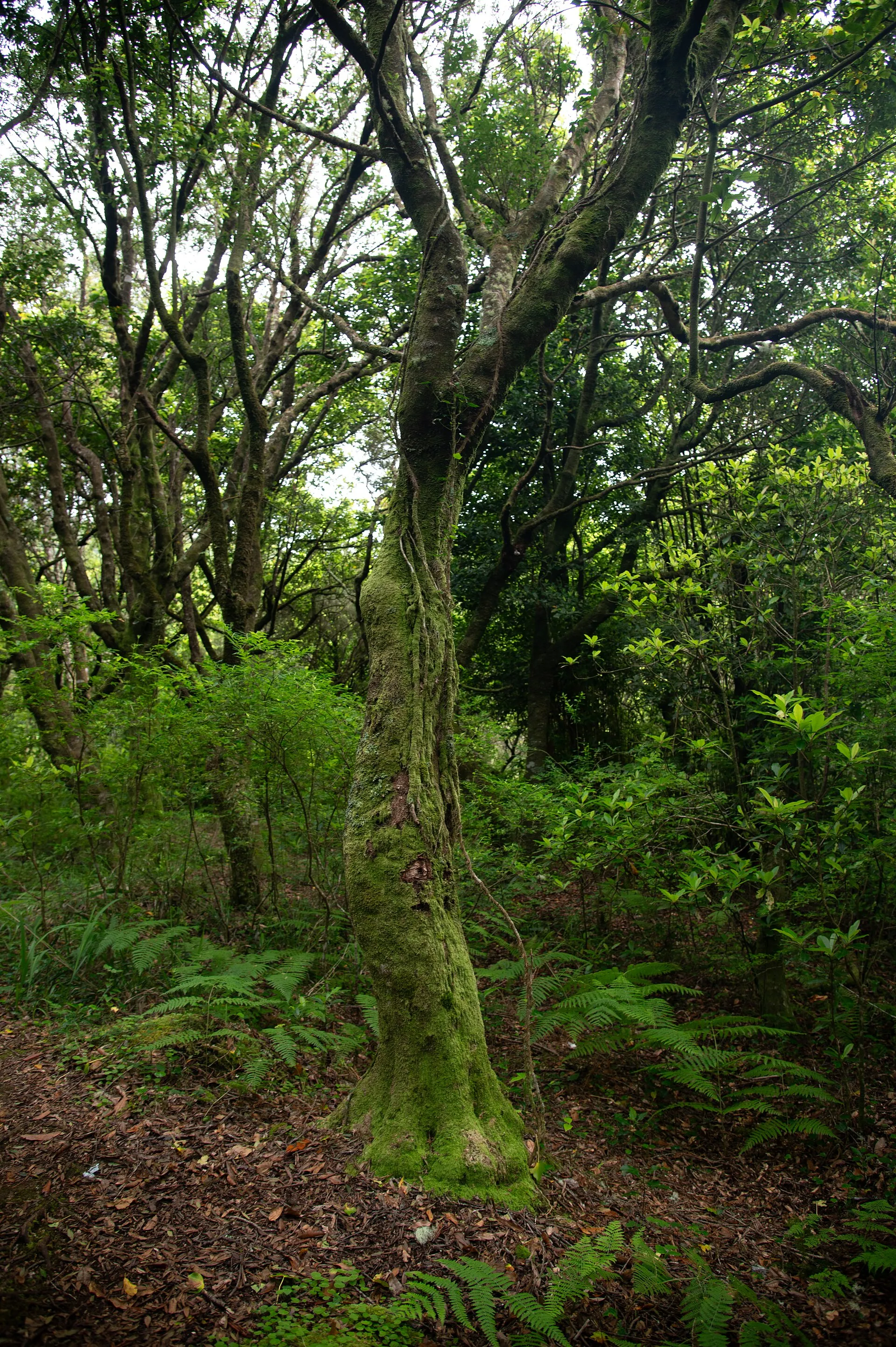 PR 22, Vereda do Chão dos Louros