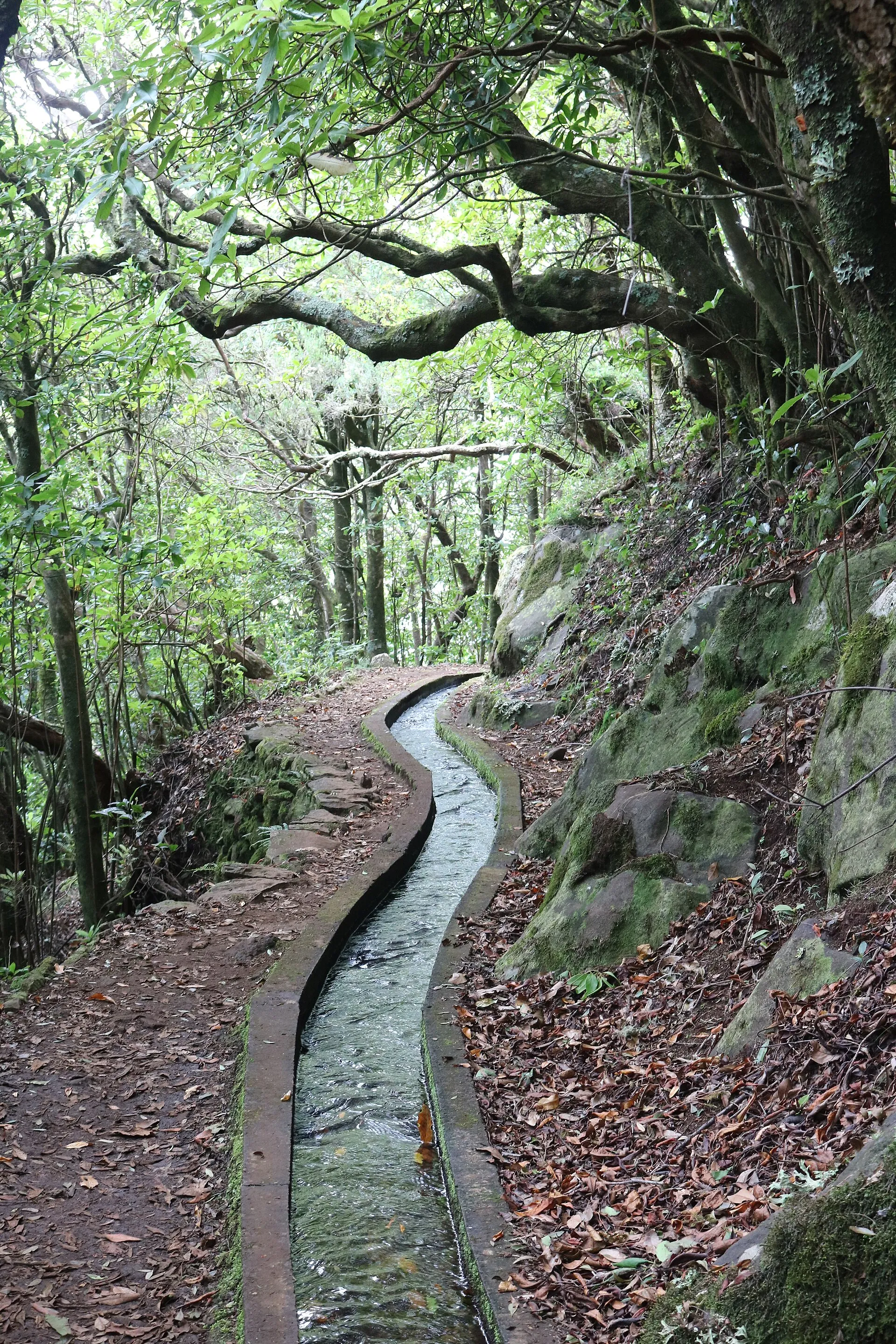 PR 14, Levada dos Cedros